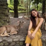 Зургийн цомог